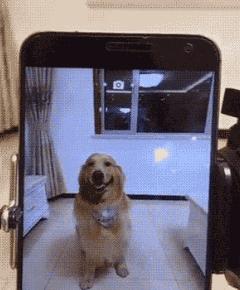 小伙子结婚也太激动了，新娘差点被摔伤呀！