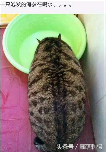 孕妇吃的感冒食品,孕妇生病适合吃什么食物