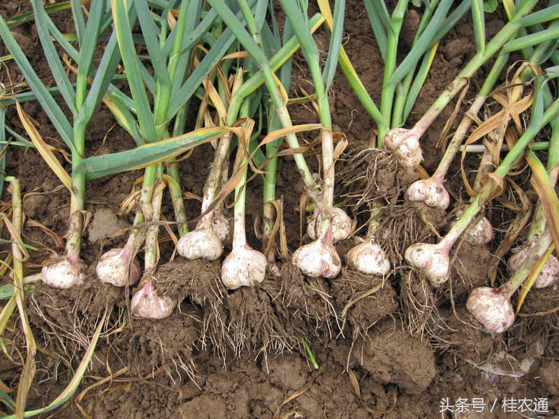 大蒜广西玉林,广西玉林无苔蒜