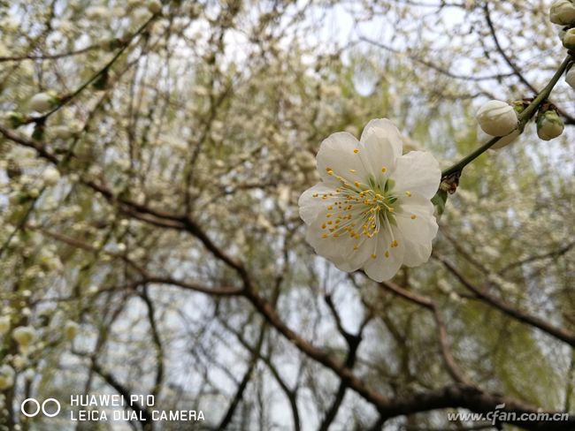华为p10是徕卡镜头吗,华为p30徕卡三摄评测