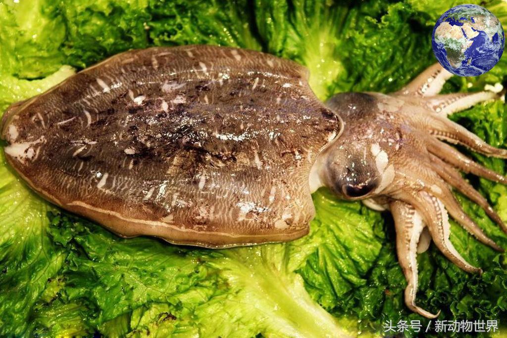 章鱼八爪鱼鱿鱼墨鱼乌贼怎么区分,吃货们知道鱿鱼章鱼乌贼的区别吗