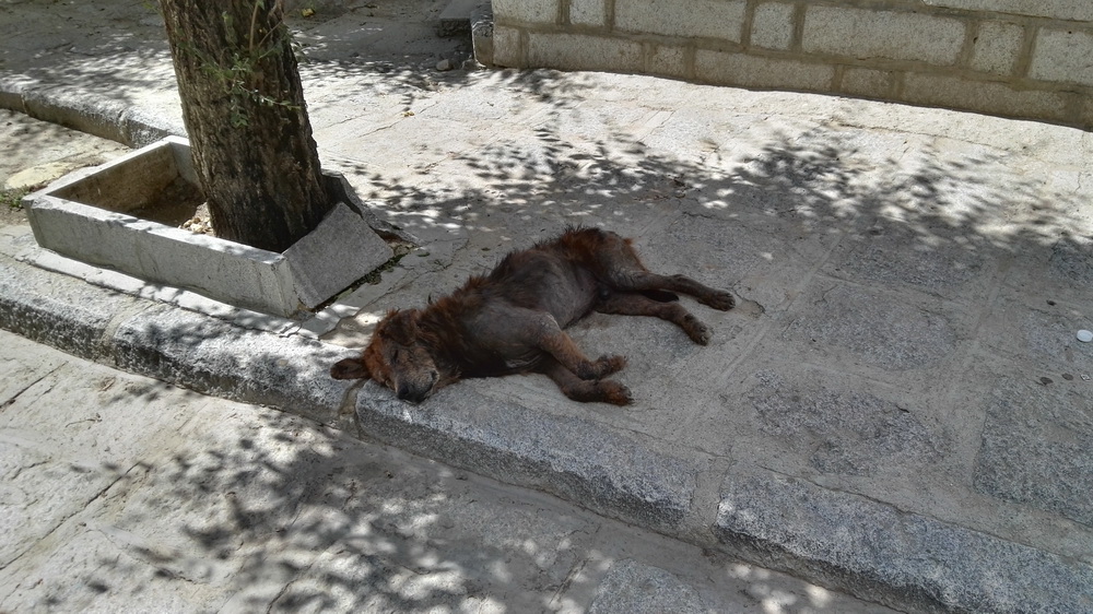 狗狗在西藏老是气喘,小型狗去西藏有高原反应怎么办