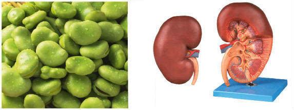 老话说吃什么补什么是真是假,俗话说吃啥补啥