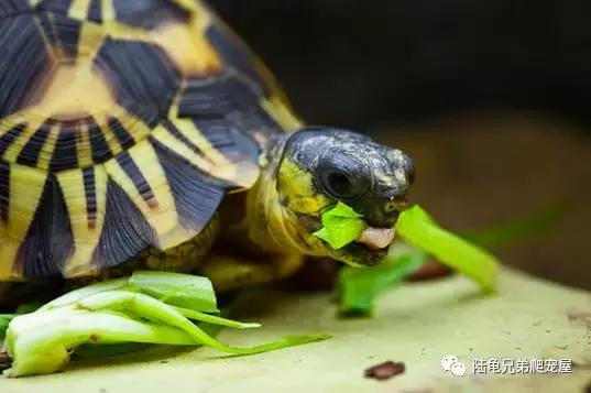 辐射陆龟多少一只,辐射陆龟隆背问题