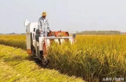 还嫌种粮不赚钱?这款新模式带您分分钟致富!