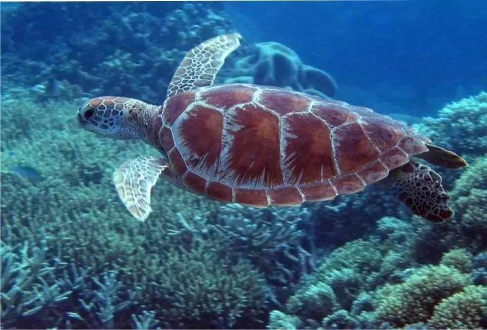 刘强东与奶茶妹妹的婚礼举办地大堡礁到底有多美？自己去看！