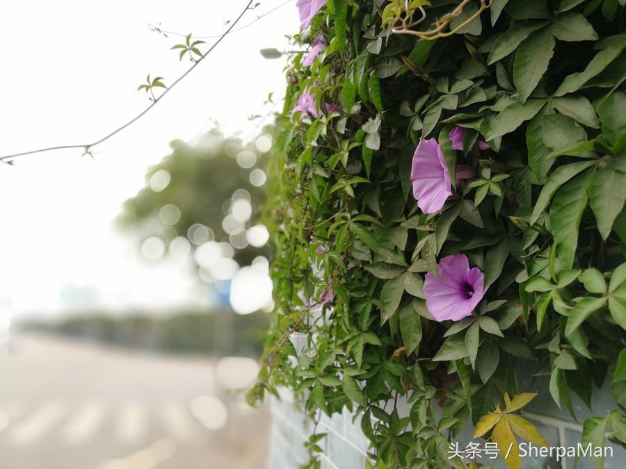 荣耀v9和p10plus哪个性价比高,荣耀v9和p10哪个更好