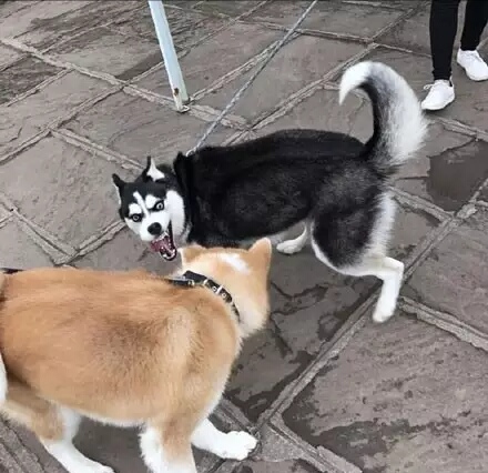 哈士奇表情包和柴犬表情包,哈士奇表情包对抗地精