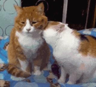 男人惹女生生气的高情商句子,男人故意惹你生气刺激你的表现