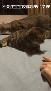 一铲屎猫咪就吃猫粮,猫咪铲屎官推荐猫粮