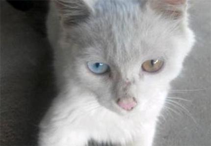 阴阳眼是真的吗？揭秘阴阳眼出现的原理