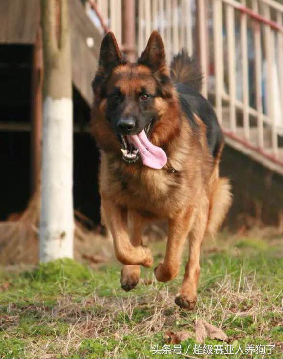 怎么训练德牧凶猛,如何把德牧训的特别猛
