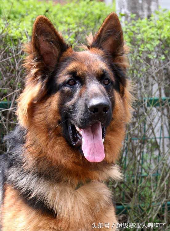 怎么训练德牧凶猛,如何把德牧训的特别猛