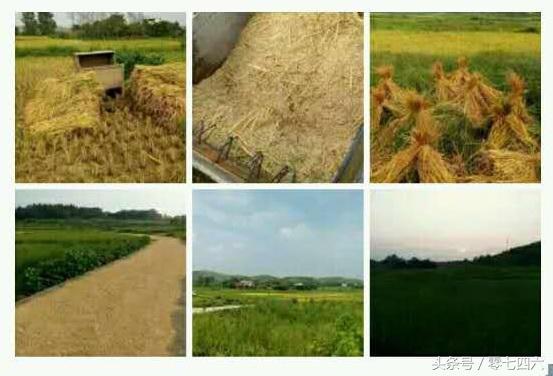 都市丽人回村日记,女白领回乡创业日记