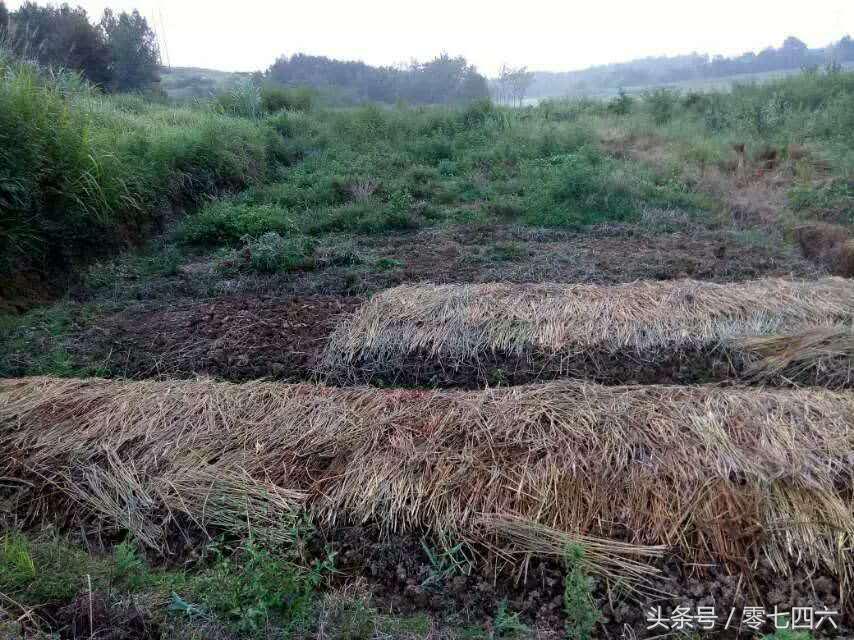 都市丽人回村日记,女白领回乡创业日记