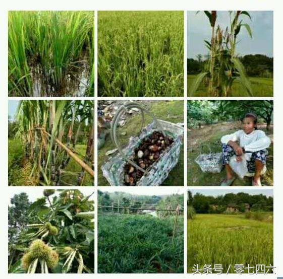 都市丽人回村日记,女白领回乡创业日记