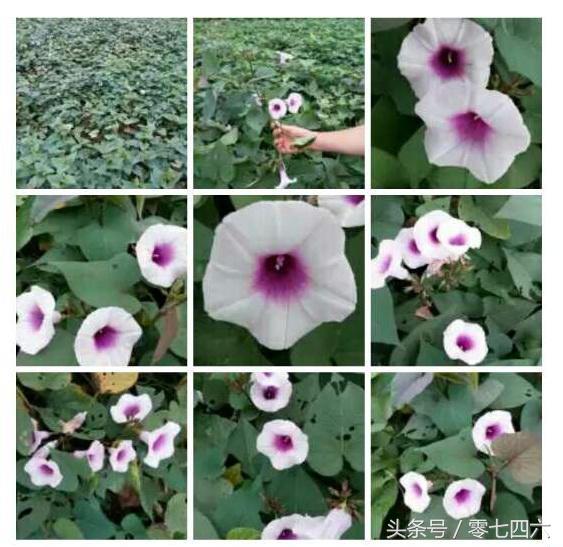 都市丽人回村日记,女白领回乡创业日记