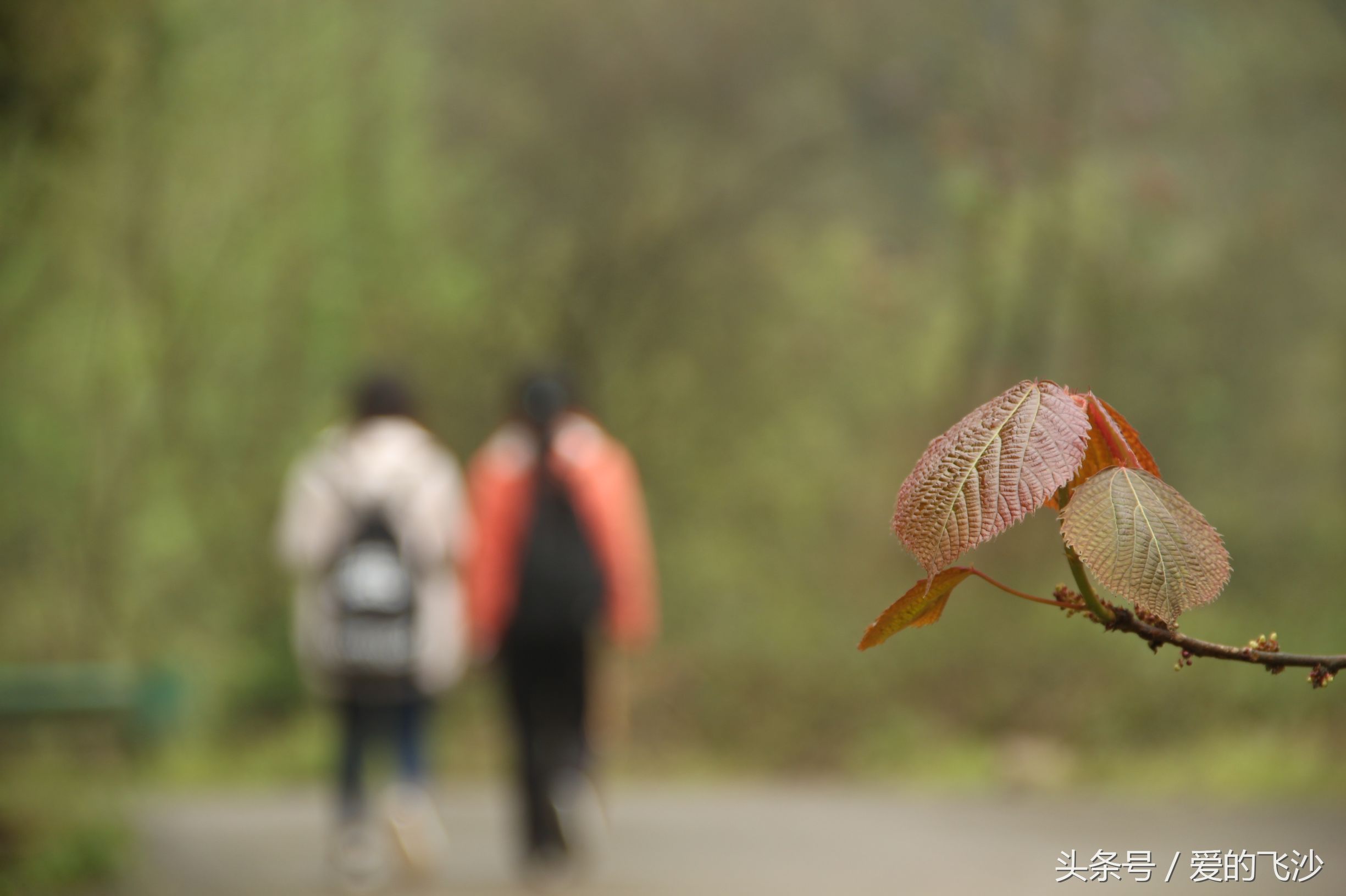 奇迹旅行南极新春之旅起航,奇迹旅行跨年夜