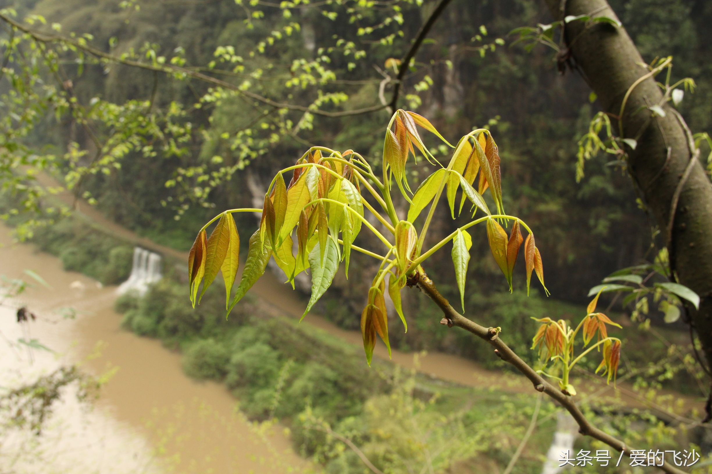 奇迹旅行南极新春之旅起航,奇迹旅行跨年夜