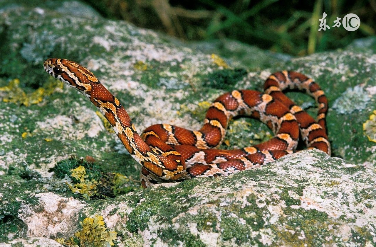 聪明又不露大智慧的三大生肖,聪明又傻的3大生肖