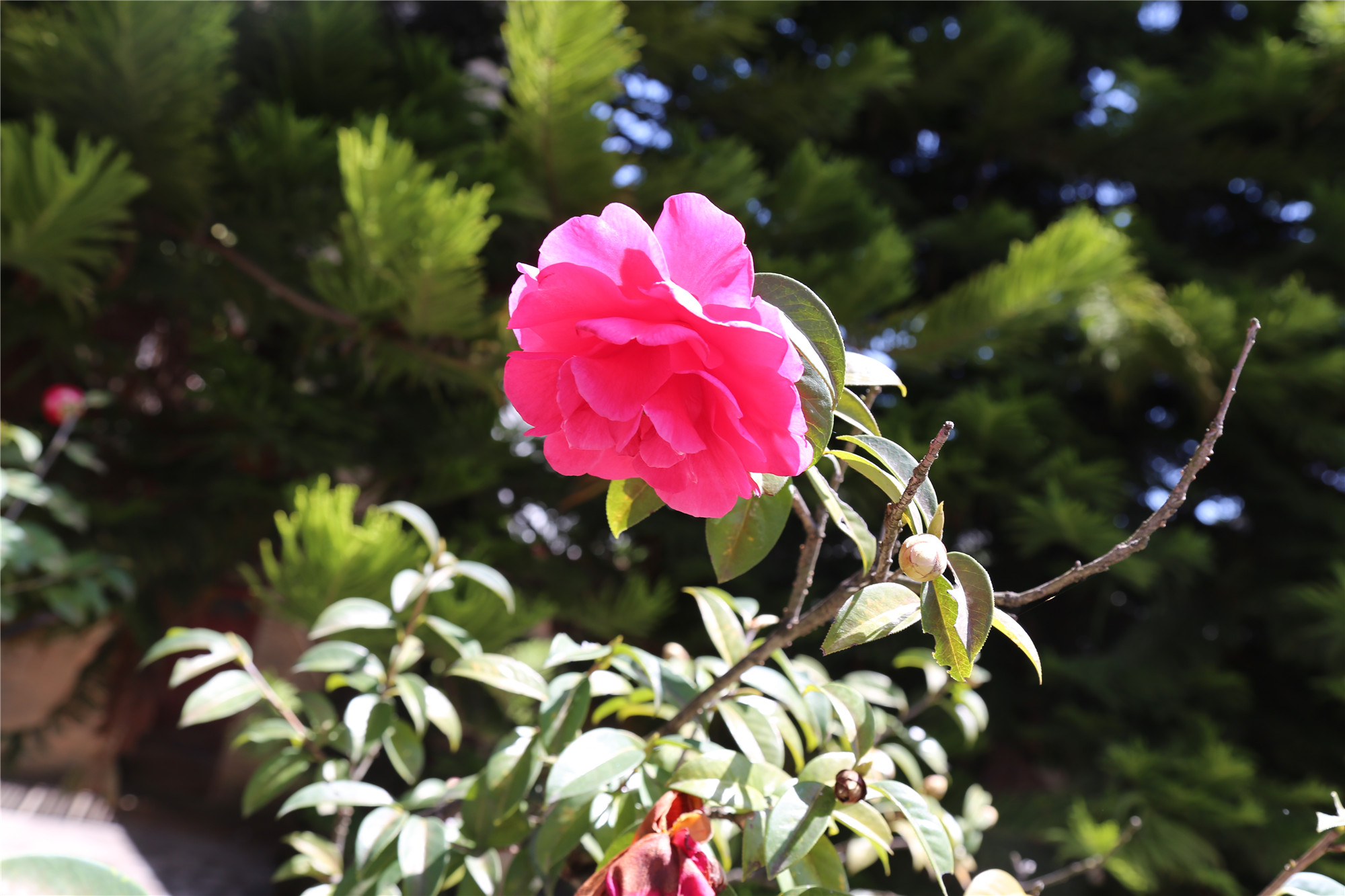 滇红记忆中国名茶,滇红创始人冯绍裘