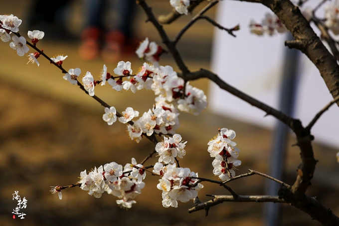 五彩小花童，在杏花从中上演三生三世！