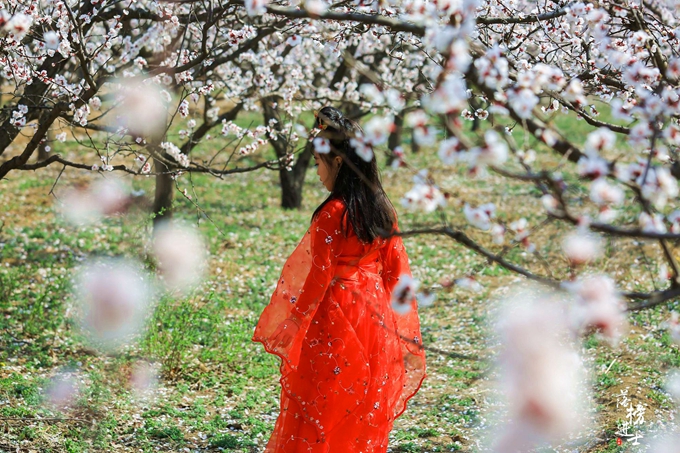 五彩小花童，在杏花从中上演三生三世！