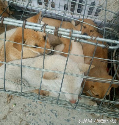 探访乡镇狗市，不是没有品相好的本土狗狗，而是没找对地方，大赞