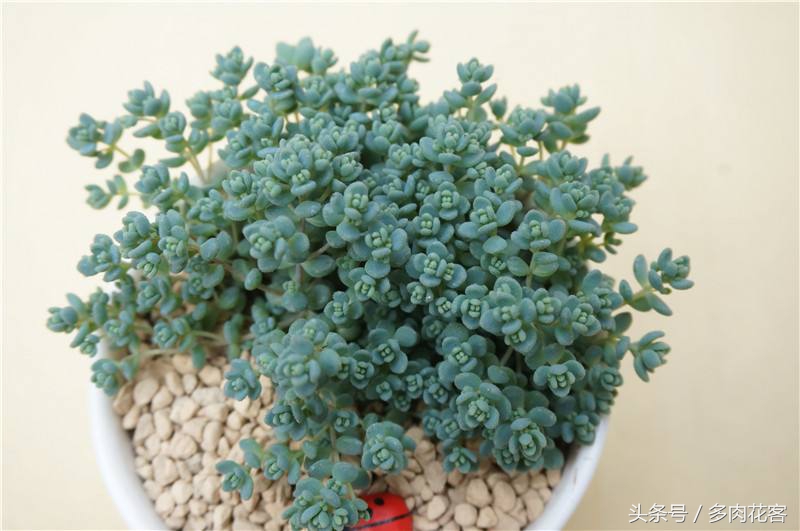 姬星美人用浅盆还是深盆,多肉植物旋叶姬星美人怎么养护