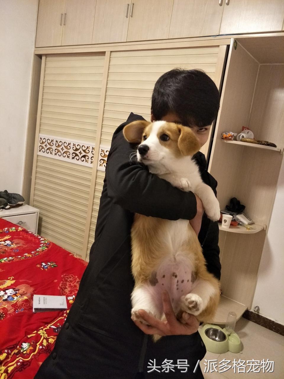 宠物肚皮上小秘密还挺多,当然手感也是一级棒!