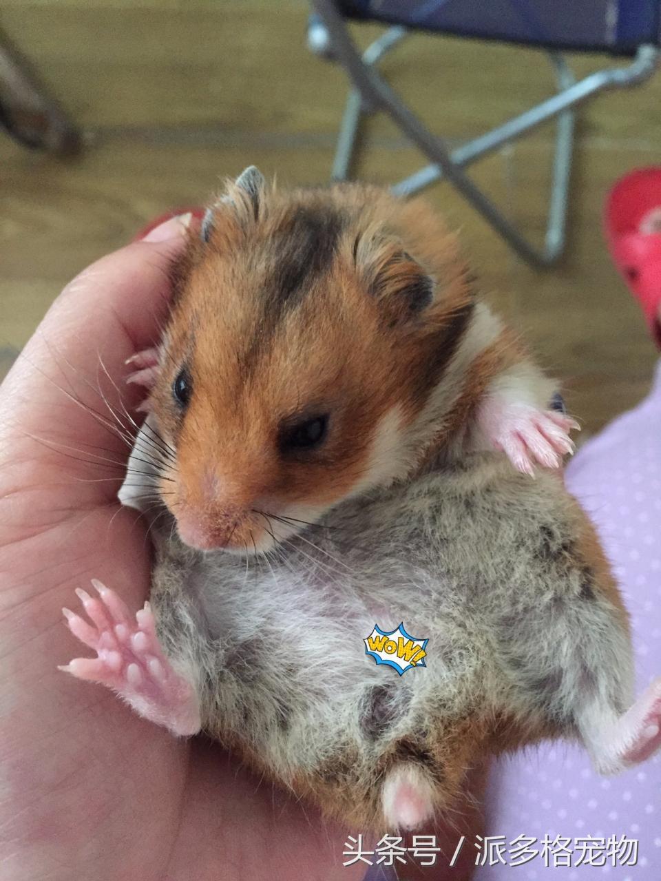 宠物肚皮上小秘密还挺多,当然手感也是一级棒!