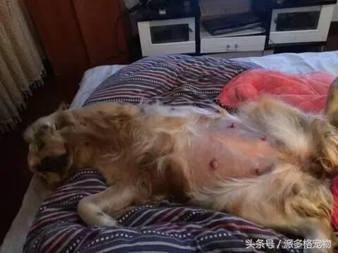 宠物肚皮上小秘密还挺多,当然手感也是一级棒!