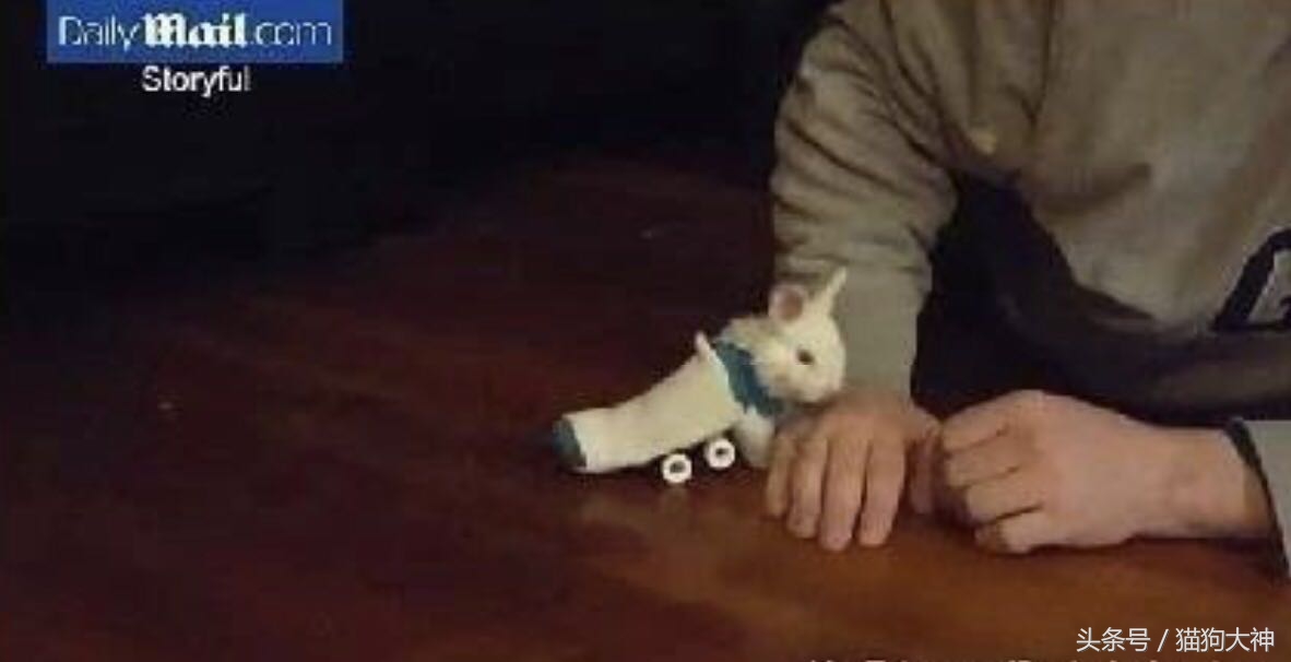 兔子宝宝被主人打哭而且还被打伤,兔宝宝被大兔子攻击