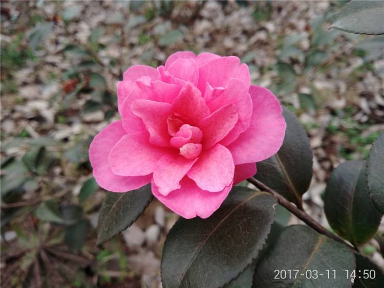 360n5手机详细参数,360n5评测能多开微信吗