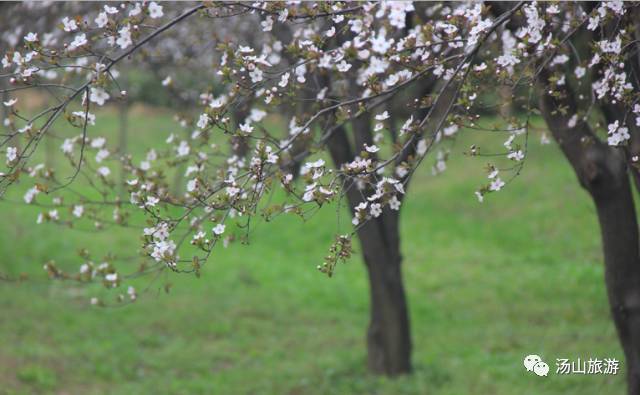 李家村一座水上桃源，与你约会这个春天