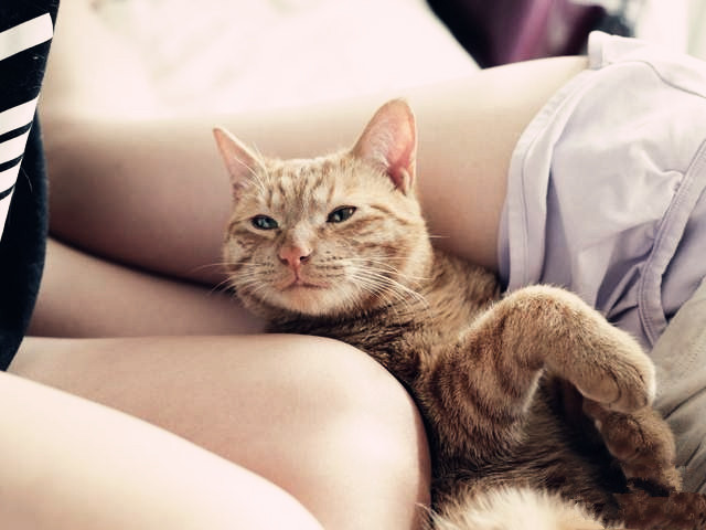 猫癣传染给人怎么治疗好得快,猫癣传染人好治吗