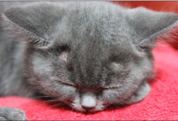 猫癣传染给人怎么治疗好得快,猫癣传染人好治吗