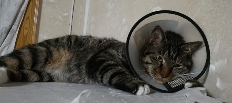 猫癣传染给人怎么治疗好得快,猫癣传染人好治吗