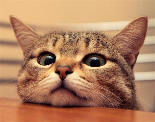 猫癣传染给人怎么治疗好得快,猫癣传染人好治吗