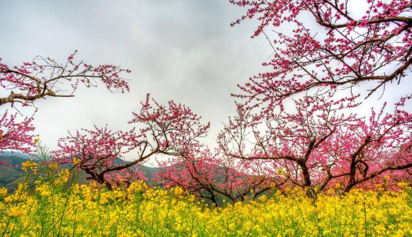 九峰山摄影图片,九峰花海摄影