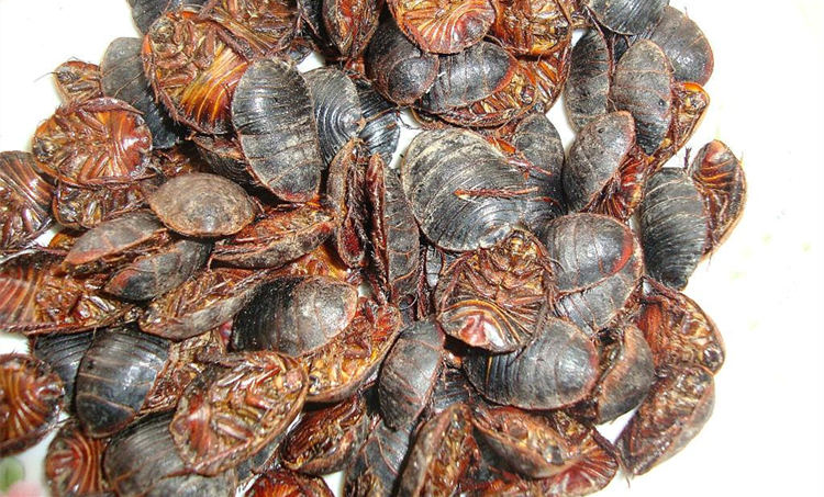 人工养殖鳖怎么养得活一些,地鳖养殖