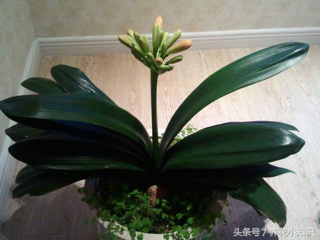 君子兰怎么才能开花不用肥料,君子兰开花怎么浇水使花开得好呢