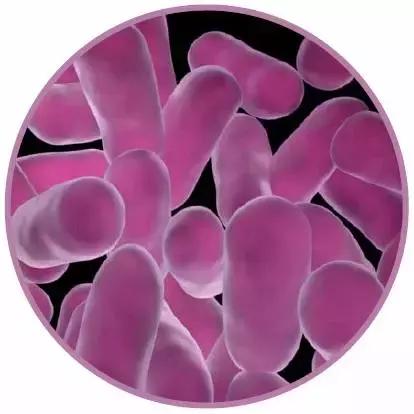 美国十大精酿啤酒排行榜,美国啤酒厂排行