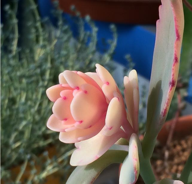 赶快自测,种养多肉植物玉吊钟你是新手还是老司机?