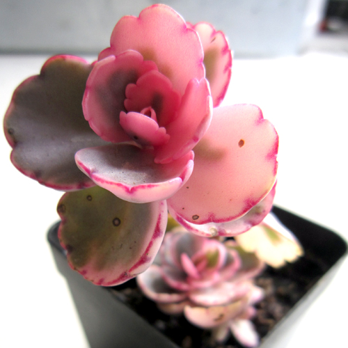 赶快自测,种养多肉植物玉吊钟你是新手还是老司机?