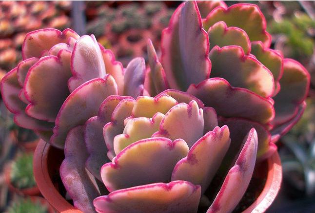 赶快自测,种养多肉植物玉吊钟你是新手还是老司机?