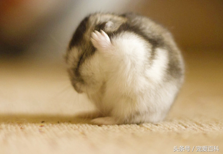 养仓鼠的十大禁忌仓鼠吃什么肉,不会养仓鼠的新手怎么养仓鼠