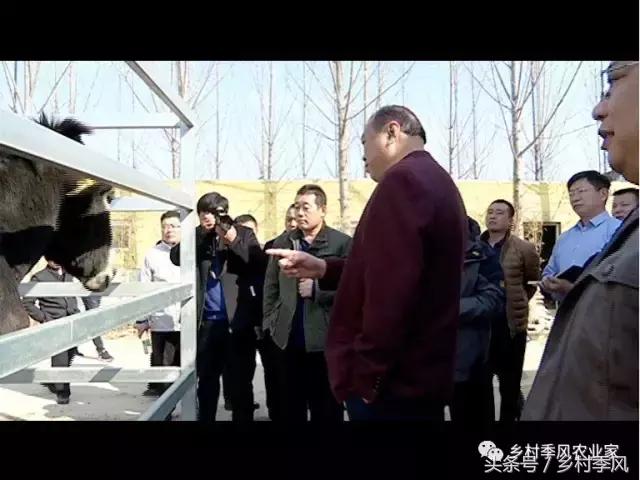 养驴场大规模养驴,年入百万不是能力而是选择