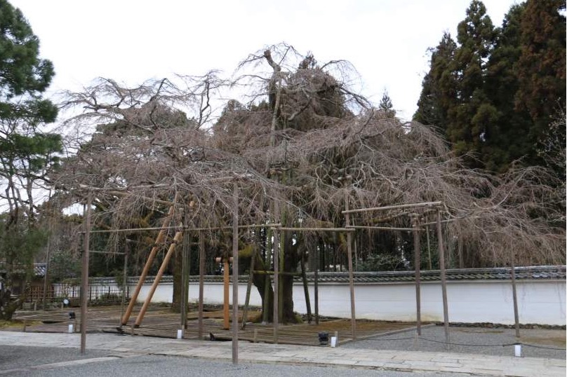 2019京都赏樱,京都樱地之花开时间