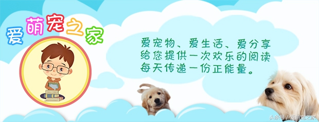 怎么判断自己养的仓鼠是什么品种,仓鼠类中哪只仓鼠最好养